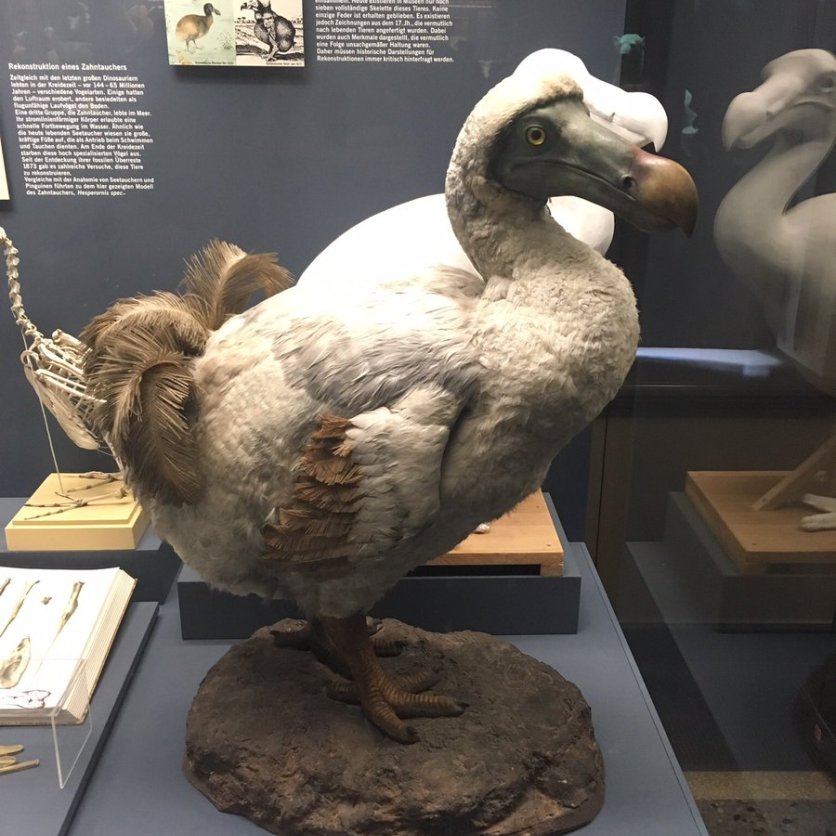 Dodo, Raphus cucullatus -Museum fur Naturkunde, Berlin, Germany .