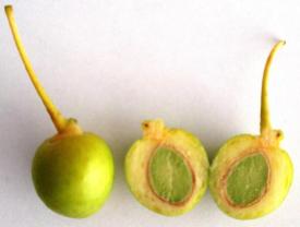 Ginkgo unripe fruits, cross-section.