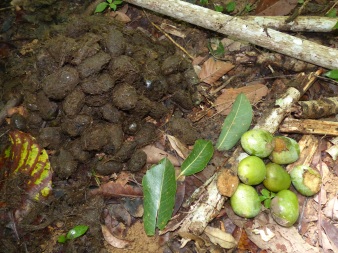Seedling photos, Temenggor, Malaysia, from elephant dung: high aggregation of kijang (Irvingia malayana- wild almond, Irvingiaceae) seeds and fresh fruits for comparison.