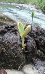 Merbau (ipil) seedling (Intsia bijuga, Fabaceae) germinating.
