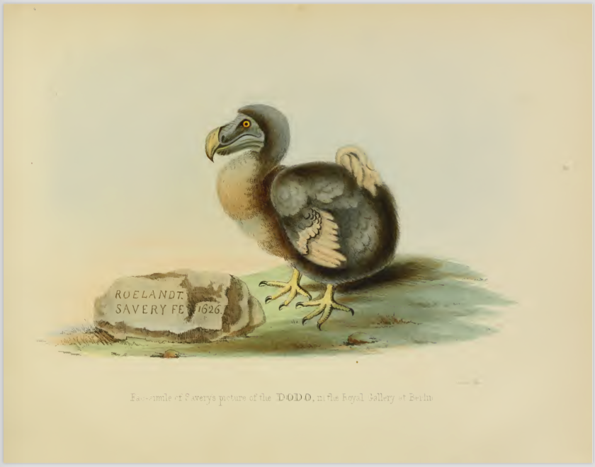 roland-saverys-figure-of-the-dodo_1626