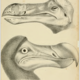 Strickland & Melville (1848) Plate I. View of the dodo head, Oxford University specimen.